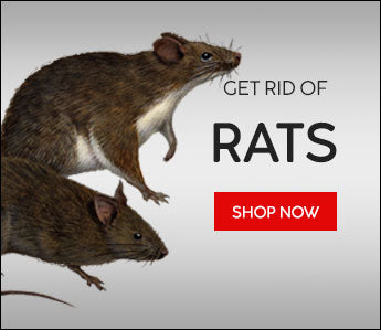 http://www.ridalert.com/cdn/shop/collections/rat_picture_1200x1200.jpg?v=1596157615